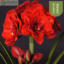 秋冬花卉图片 秋冬花卉图片大全 苏宁易购