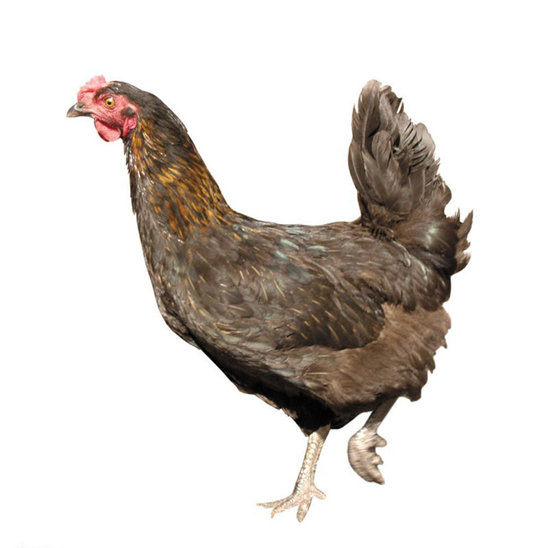 有货正常发麻母鸡1只整鸡约125kg退毛留内脏新鲜鸡肉