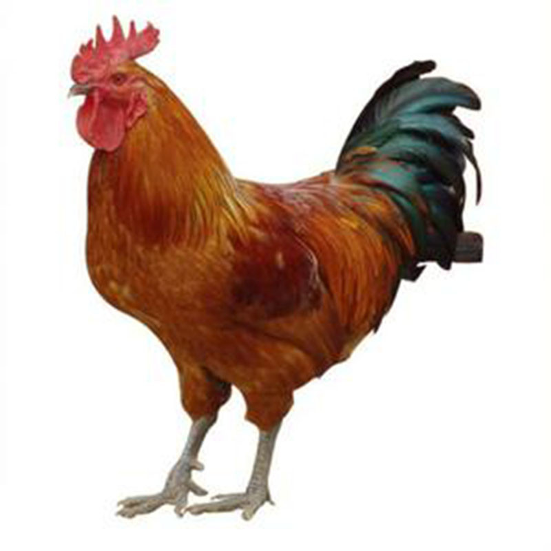 七果果 草公鸡 1只 整鸡约2.5斤 退毛留内脏 新鲜鸡肉 ci