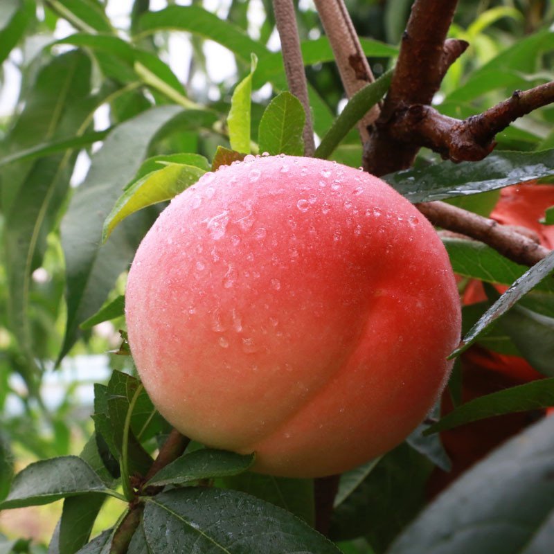 好膳时 新沂水蜜桃 木兰桃 礼品包装 每个6.5-7两 6个装