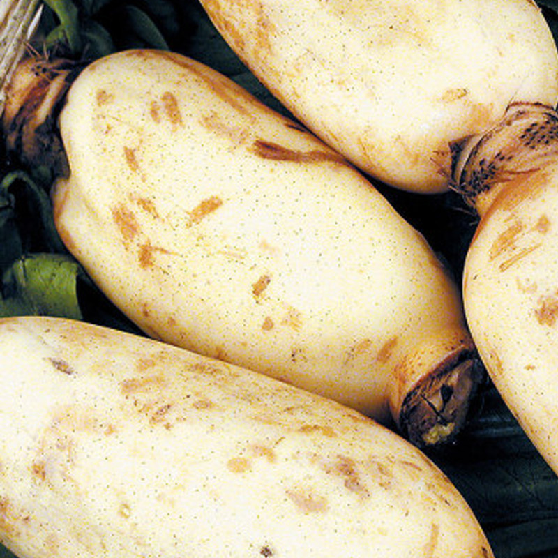 福至亲 苏北洪泽湖野生莲藕5斤装 鲜藕 新鲜蔬菜食材