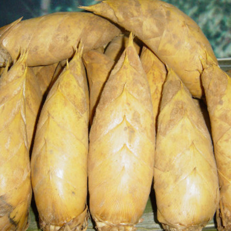 福至亲 野生冬笋 新鲜冬笋 毛竹笋黄泥笋 现拍现挖3斤装 新鲜蔬菜食材