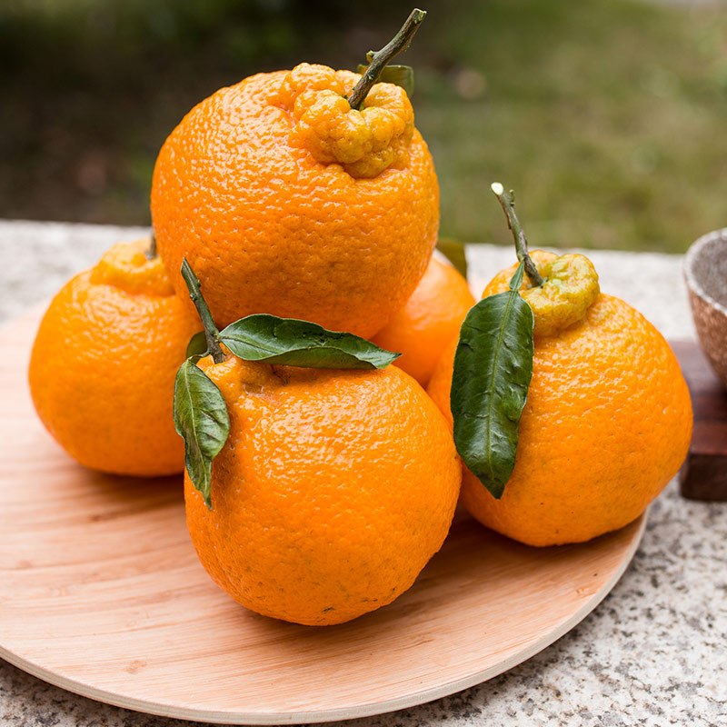 春见柑橘成熟时间是几月份的(春见柑橘的口感)