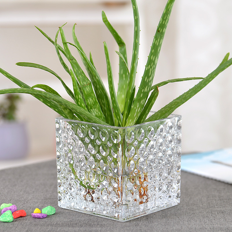 正方形水培玻璃器皿 透明方缸绿萝 睡莲 铜钱草 水培花盆玻璃花瓶