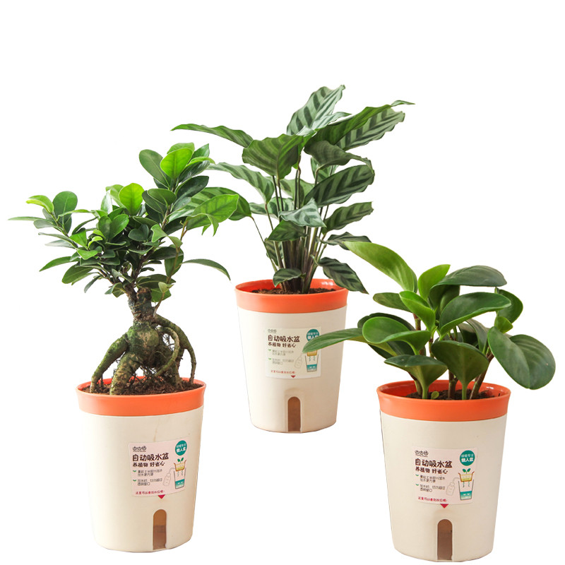 mmh 办公室室内栀子花绿植盆栽花卉带花盆植物绿萝发财树2盆