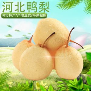 赛卡伊 正宗鸭梨带箱 10斤整箱批发新鲜多汁水果大梨子