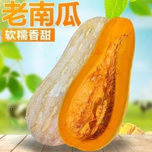 赛卡伊 蜜本老南瓜面南瓜粉糯甜云南特产铺食新鲜长南瓜整箱批发